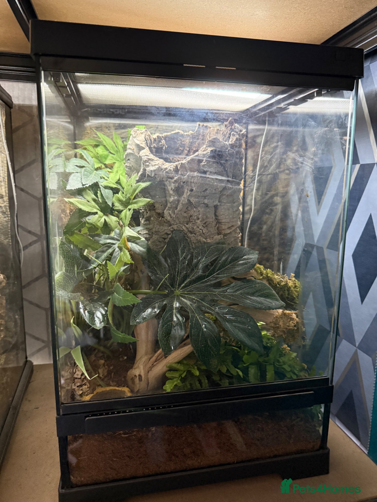 Tarantulas invertebrates 5 tarantulas for sale. Complete with enclosure - Advert 5