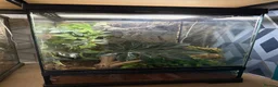 Tarantulas invertebrates for sale: 5 tarantulas for sale. Complete with enclosure in Bootle - Advert 1