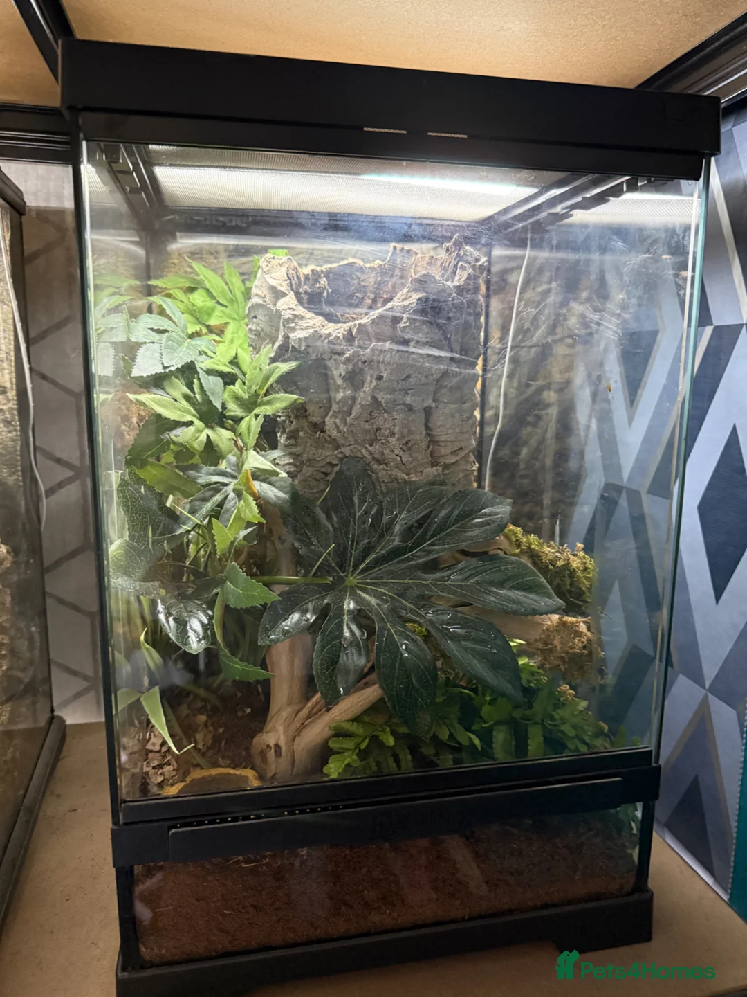 Tarantulas invertebrates for sale: 5 tarantulas for sale. Complete with enclosure in Bootle - Advert 1