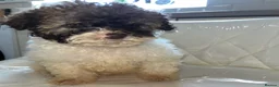 Shihpoo dogs for sale: Shih poo puppy  1 boy left - Advert 12