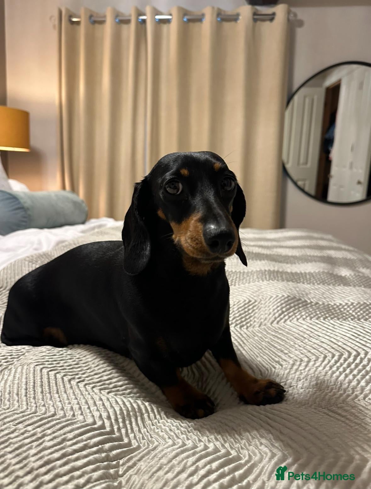 Dachshund dogs Beautiful Dachshund miniature  - Advert 1