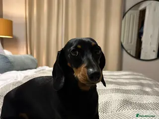 Dachshund dogs Beautiful Dachshund miniature - Advert 1