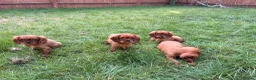 Cavalier King Charles Spaniel dogs for sale: Kc cavalier King Charles spaniel  - Advert 2