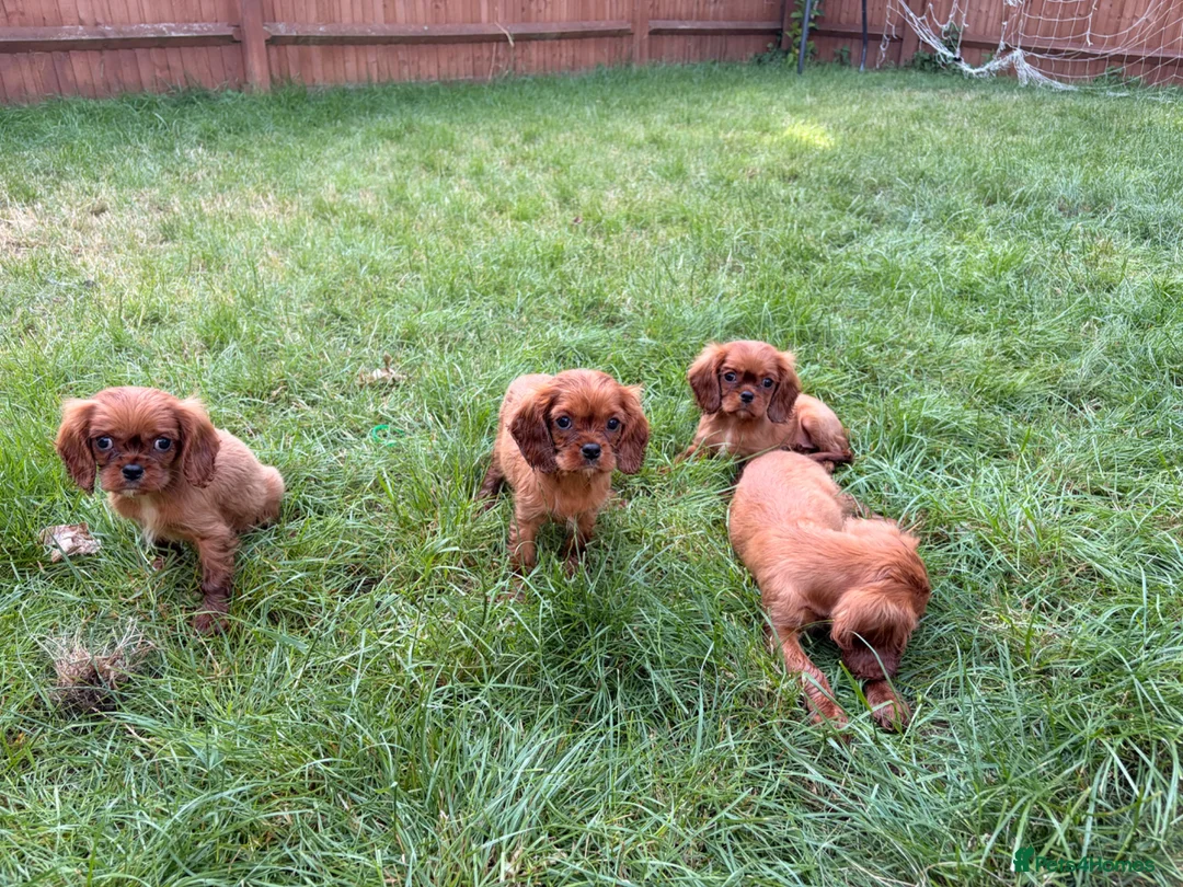 Cavalier King Charles Spaniel dogs for sale: Kc cavalier King Charles spaniel  - Advert 2