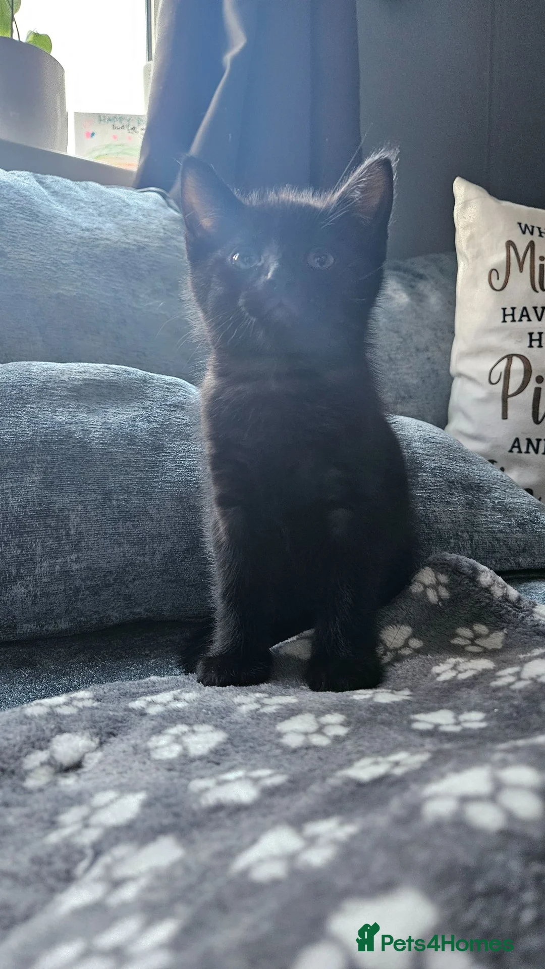 Mixed Breed cats for sale: Kittens  - Advert 2