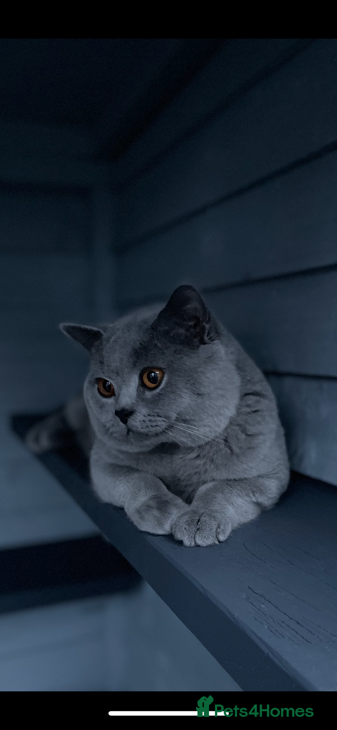 British Shorthair cats for stud: 🏆🔥GCCF BLUE CHAMPION STUD CARRYING CINNAMON 🔥🏆 - Image 5