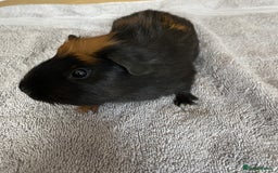 Guinea Pig rodents for sale: Two Tone Crested Female  - Image 3