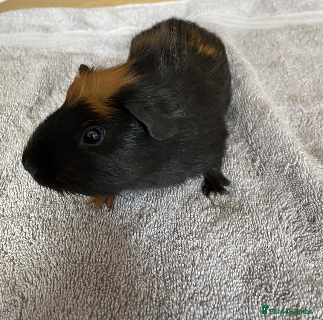 Guinea Pig rodents for sale: Two Tone Crested Female  - Image 3