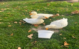 Ducks poultry for sale: Pair of call ducks  - Image 1