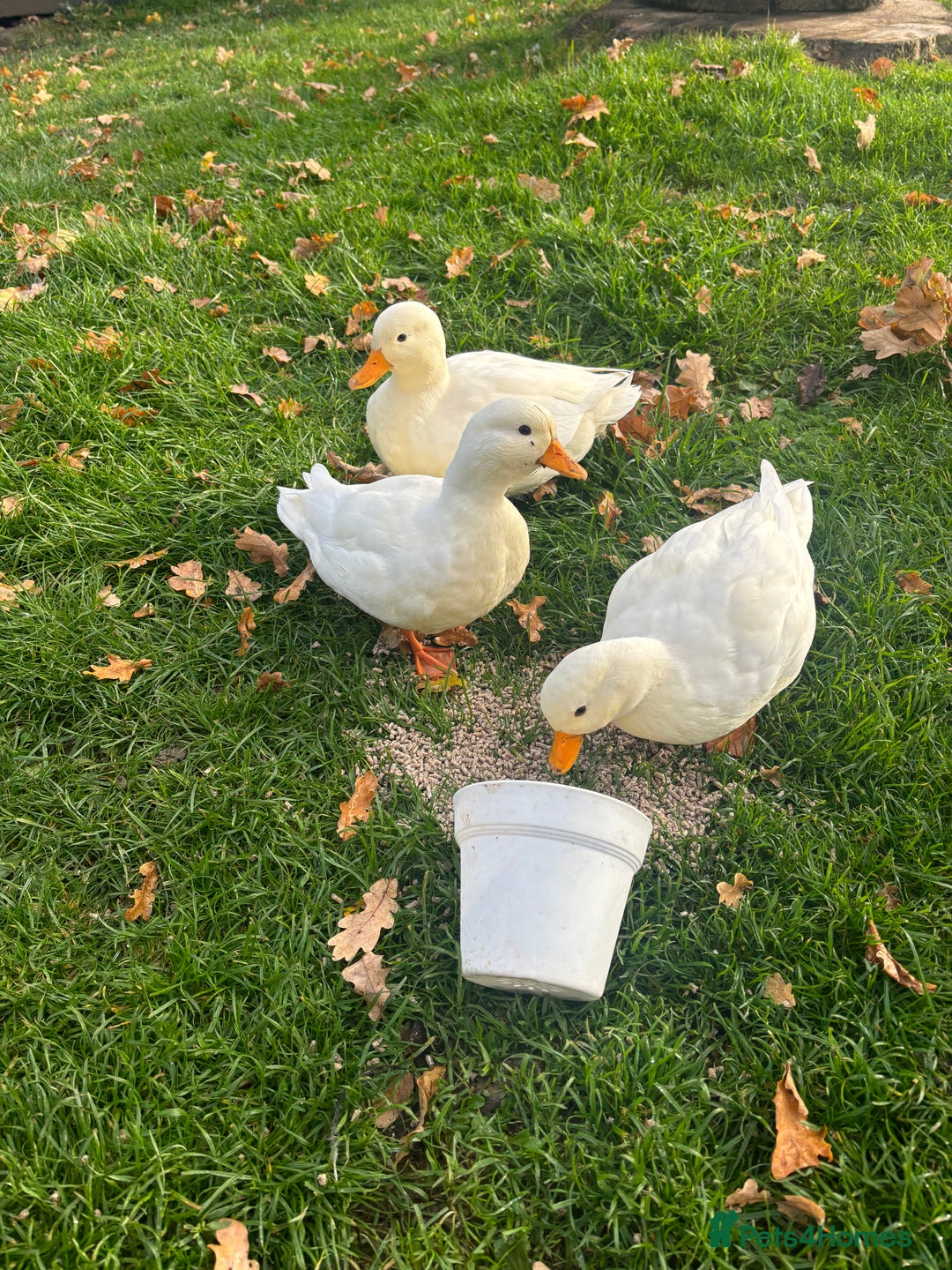 Ducks poultry for sale: Pair of call ducks  - Image 1