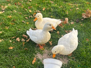 Ducks poultry - Advert 1