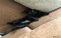 Domestic Shorthair cats for sale: Rehoming my 2 girls  - Image 7