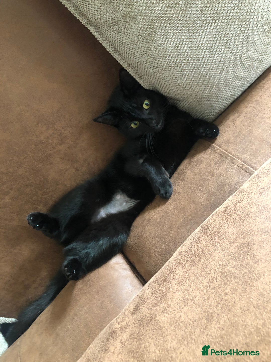 Domestic Shorthair cats for sale: Rehoming my 2 girls  - Image 7