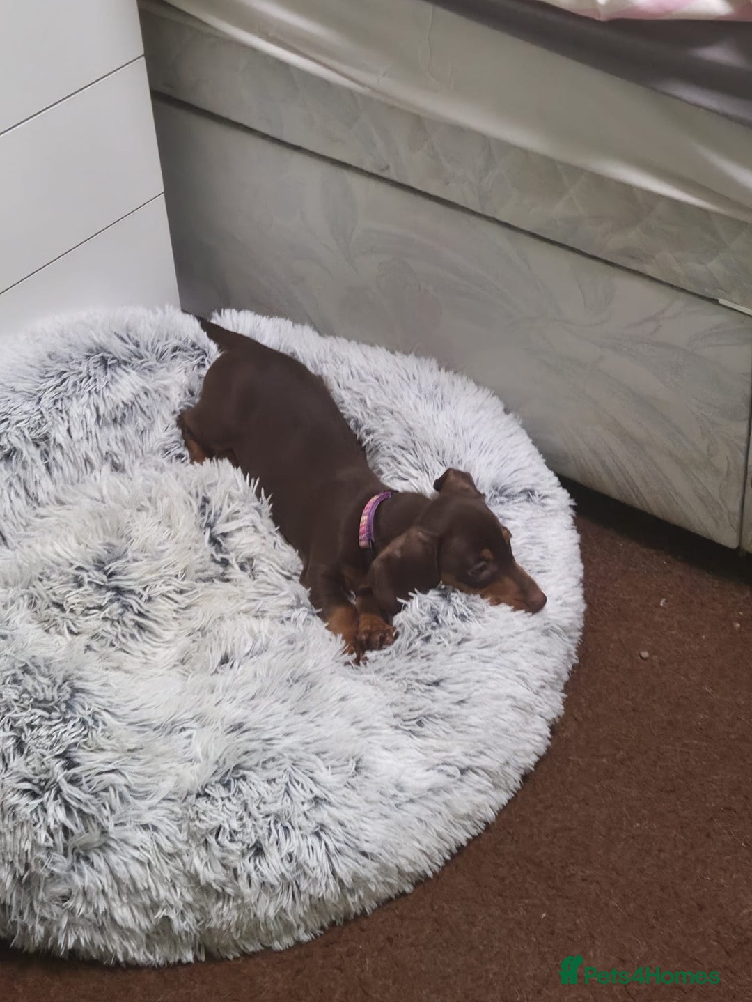 Dachshund dogs for sale:  11 week old Diva female Dachound - Image 4