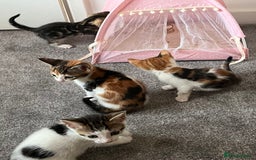 British Shorthair cats for sale: 1 Female Ginger Tabby 1 Male Black and White Tabby - Image 4