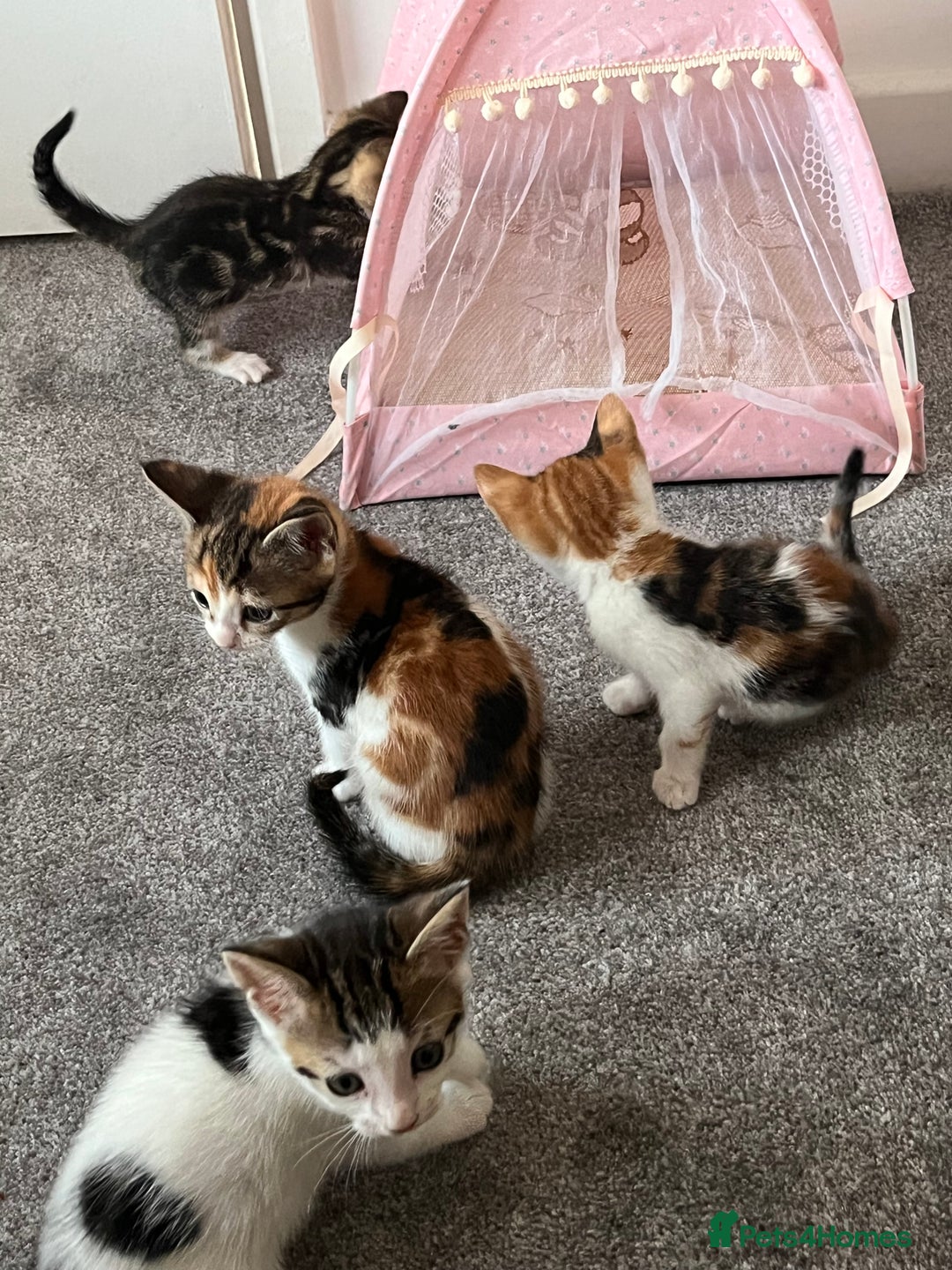 British Shorthair cats for sale: 1 Female Ginger Tabby 1 Male Black and White Tabby - Image 4