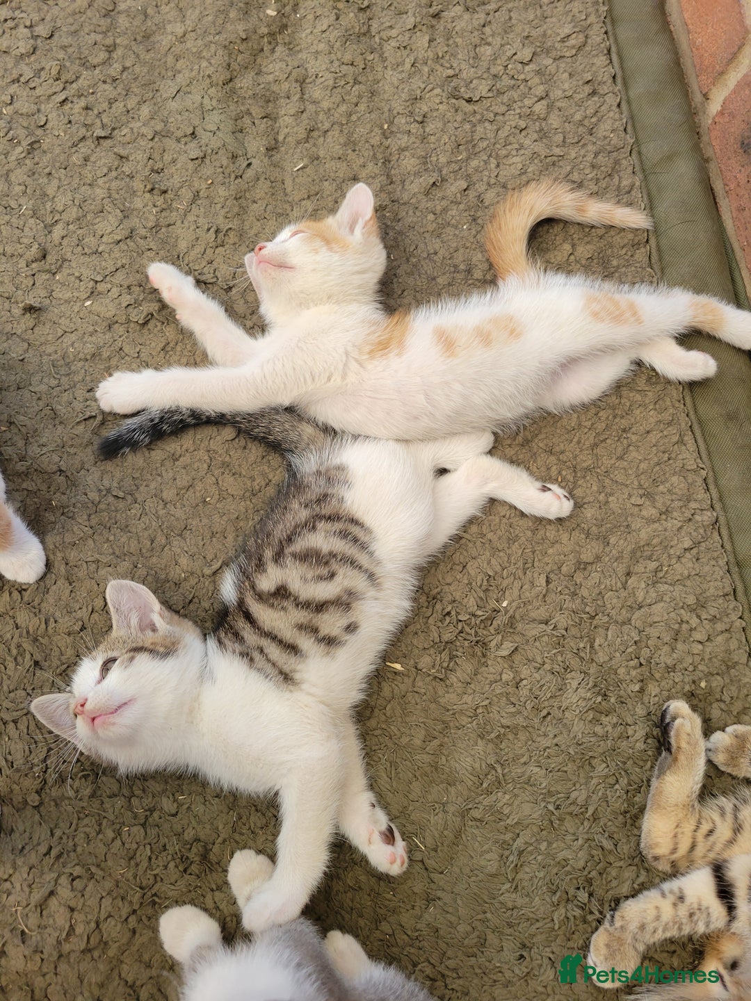 Domestic Shorthair cats for sale: Female kittens - Image 9