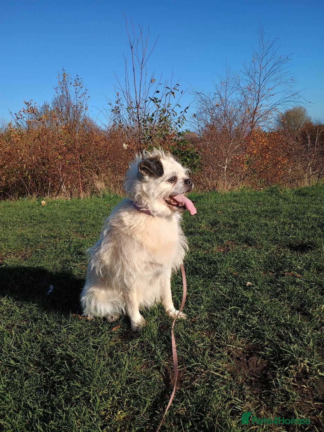Chinese Crested dogs for adoption: Praying for a  **  miracle. Chinese created cross - Advert 3