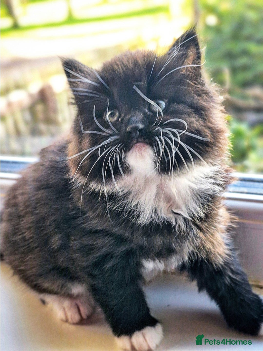 Mixed Breed cats for sale: Beautiful Long Haired kittens - Advert 3