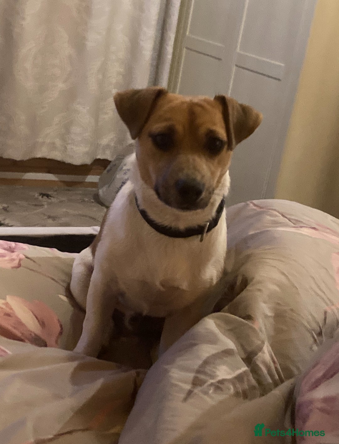 Jack Russell dogs for sale: Jack russel puppies for sale  - Advert 13