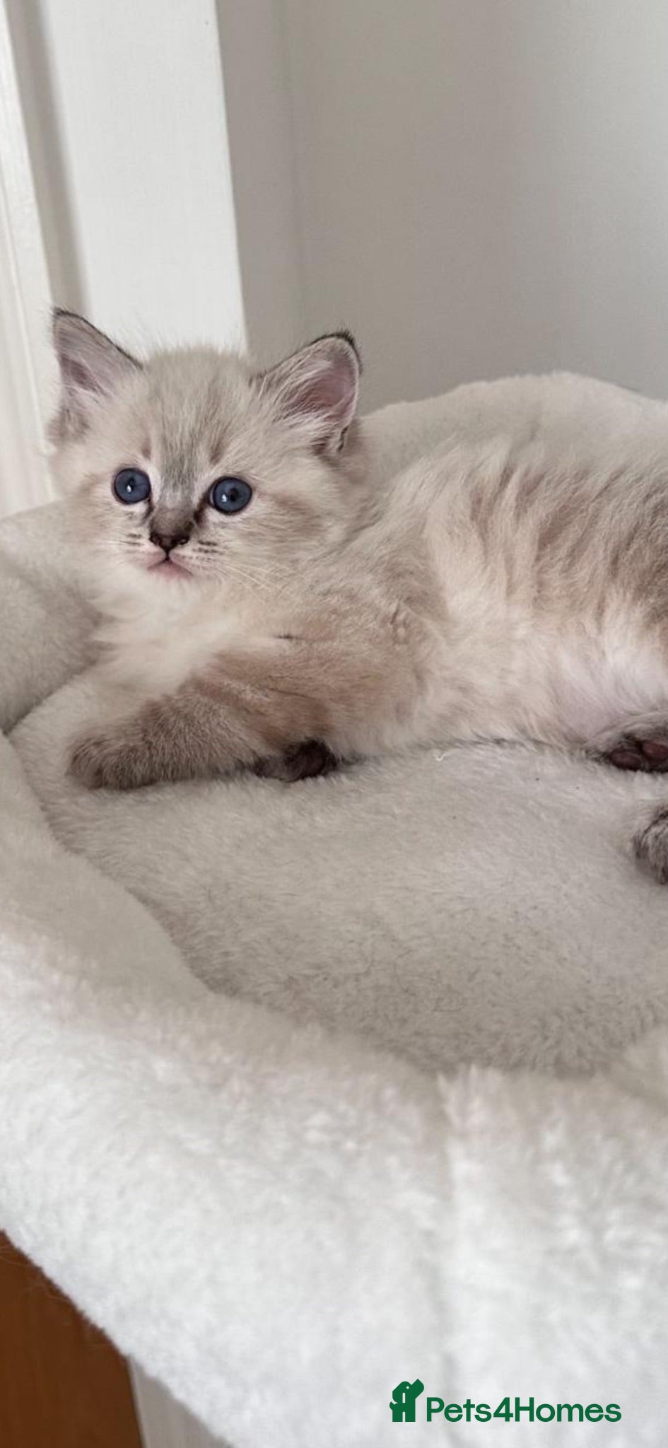 Ragdoll cats 🌺 GCCF WAITING LIST 🌺 - Advert 5