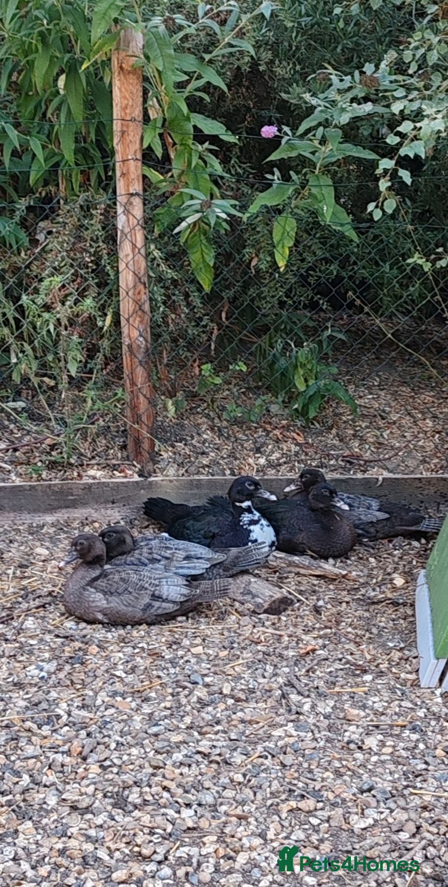 Ducks poultry Muscovies  - Advert 3