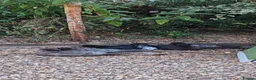 Ducks poultry for sale: Muscovies  - Advert 1
