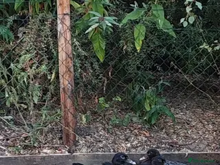 Ducks poultry Muscovies - Advert 3