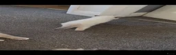 Ragdoll cats for sale: Beautiful female Ragdolls  - Advert 12