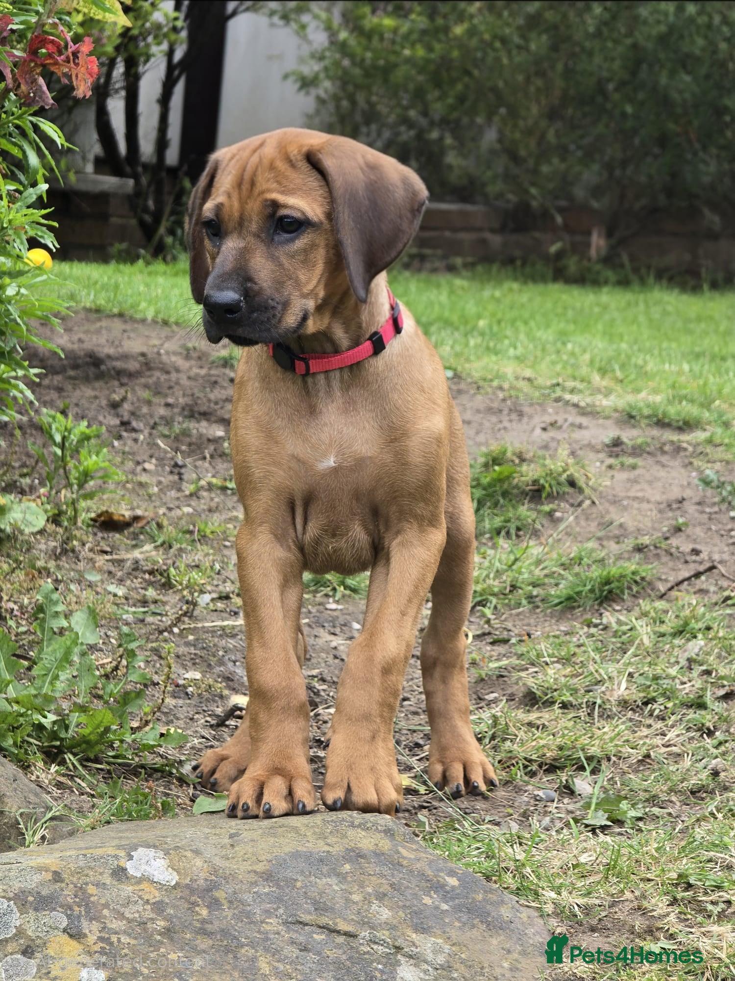 Rhodesian Ridgeback dogs Outstanding Pedigree Ready Now - Advert 10