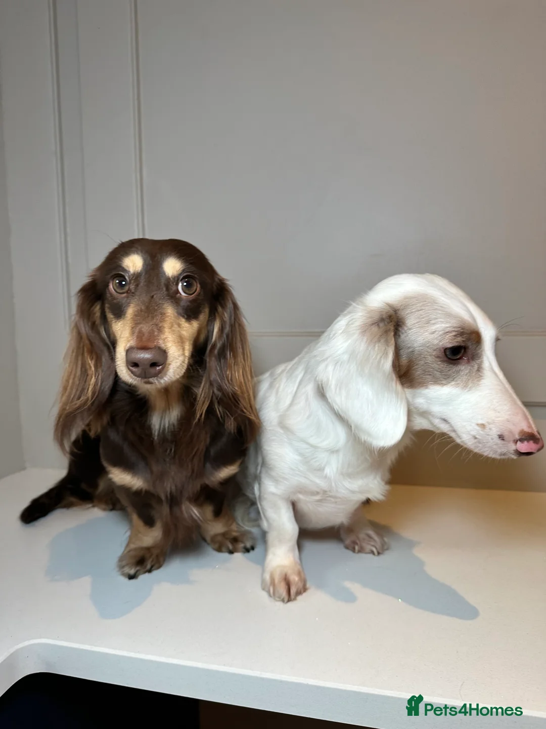 Miniature Dachshund dogs for sale: Expecting Chocolate long hair dapples  - Advert 3