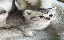 British Shorthair cats for sale: Beautiful silver spotted british shorthair kittens - Image 3