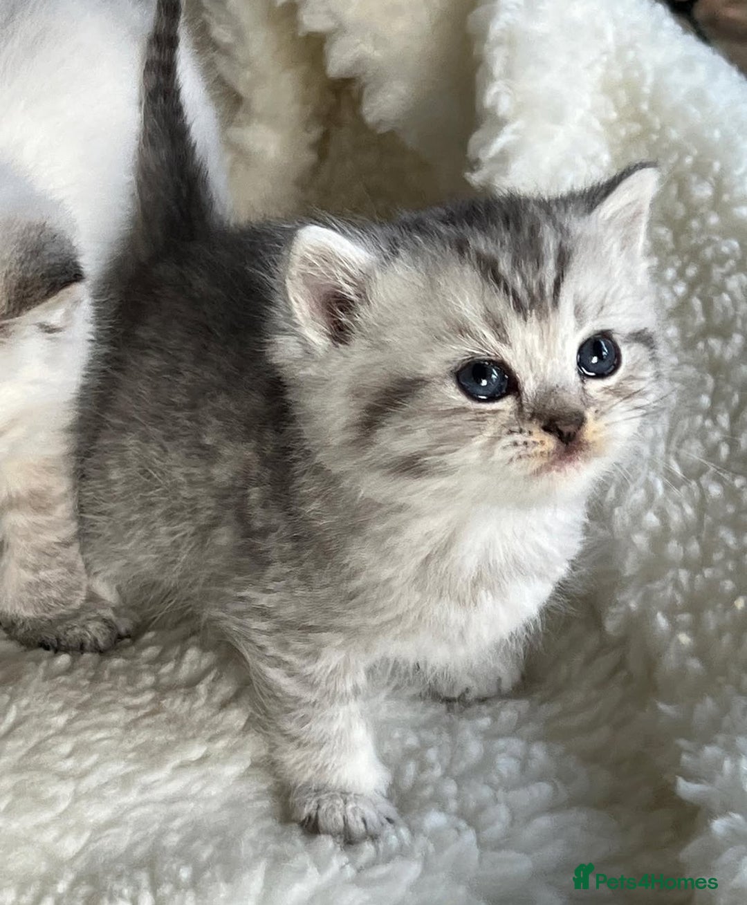 British Shorthair cats for sale: Beautiful silver spotted british shorthair kittens - Image 3