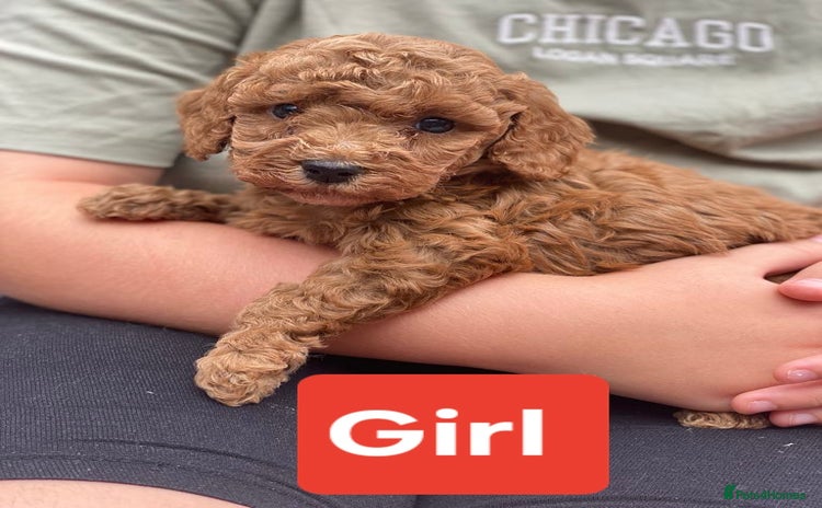 Cockapoo dogs - Advert 7