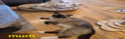 Ragdoll cats for sale: 🐾✨ Beautiful Ragdoll Kittens! ✨🐾 - Advert 9