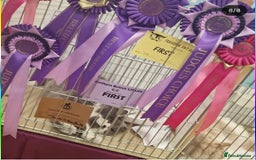British Longhair cats for sale: Quadruple Grand Champion British Longhair Male - Image 12