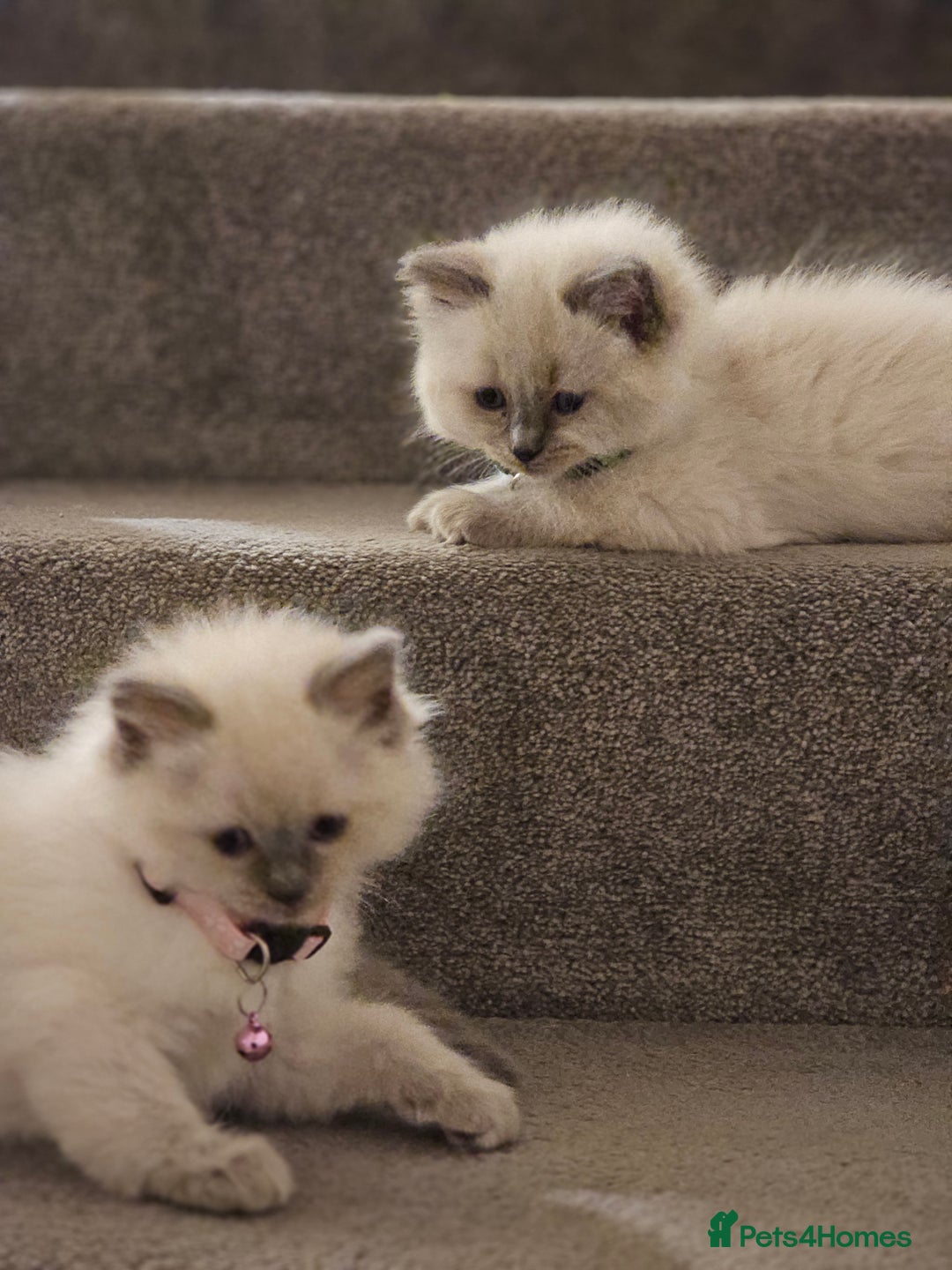 Ragdoll cats for sale: Ragdoll kittens 100% pure - Advert 6