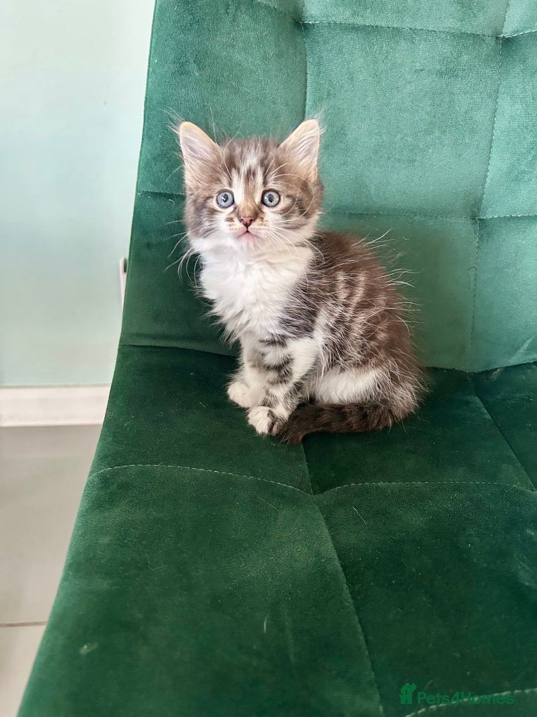 Mixed Breed cats for sale: Amazing fluffy happiness  - Image 6