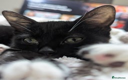 Mixed Breed cats for sale: Kitten Beau  - Image 19