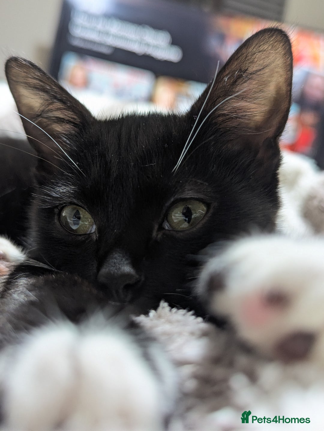 Mixed Breed cats for sale: Kitten Beau  - Image 19