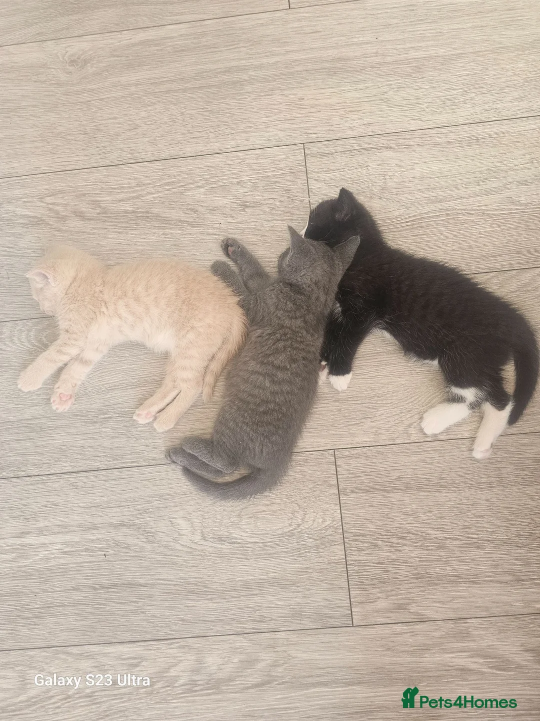 Mixed Breed cats for sale: Cat and pet - Advert 3