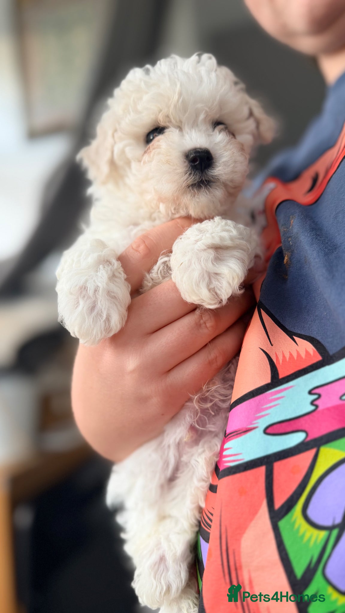 Maltipoo dogs Asian Toy Maltipoos  - Advert 15