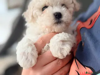 Maltipoo dogs Asian Toy Maltipoos - Advert 15