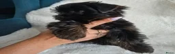 Yorkshire Terrier dogs for sale: READT TO GO❗️Little Yorkshire Terrier Puppies! - Advert 8