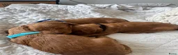 Cavapoo dogs for sale: Beautiful Red Cavapoo Puppies - Advert 10