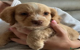 Cocker Spaniel dogs for sale: Cocker spaniel pups 🐾 - Image 8