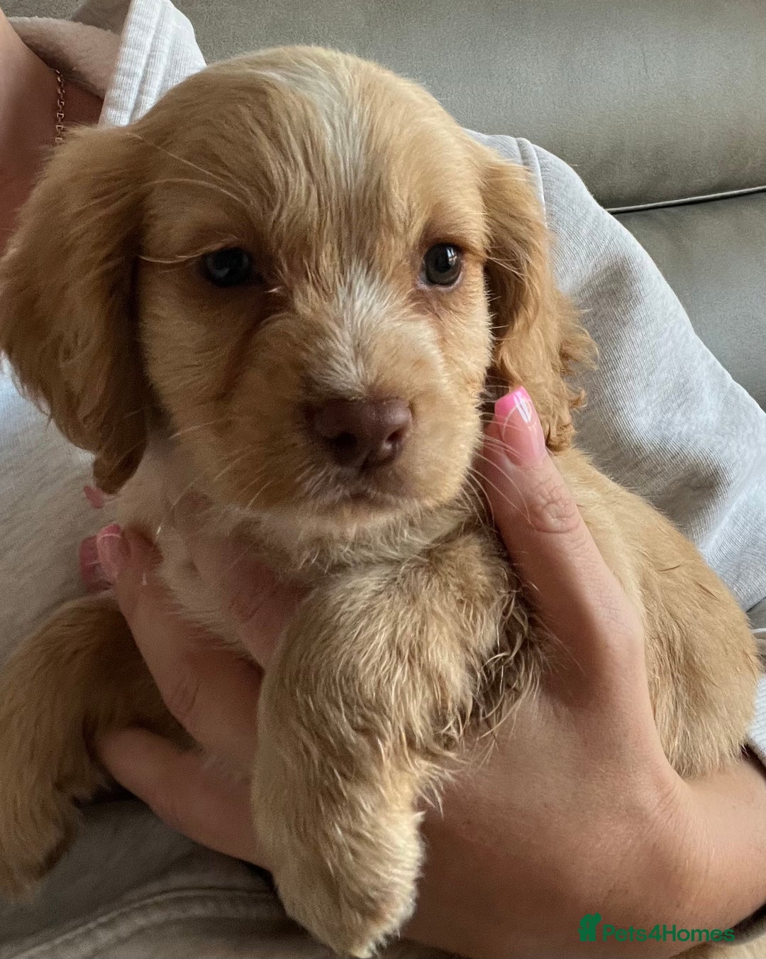 Cocker Spaniel dogs for sale: Cocker spaniel pups 🐾 - Image 8