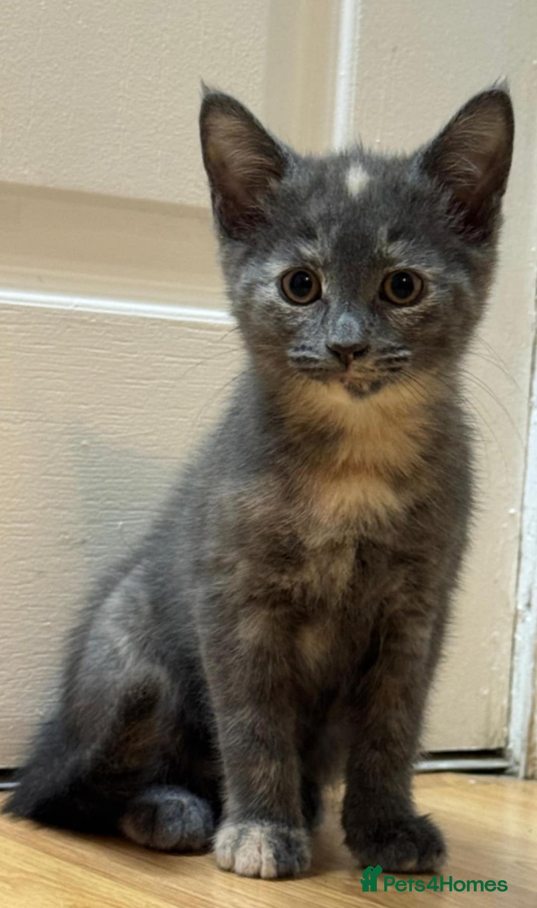 Mixed Breed cats for sale: Kittens ready to leave now  - Advert 2