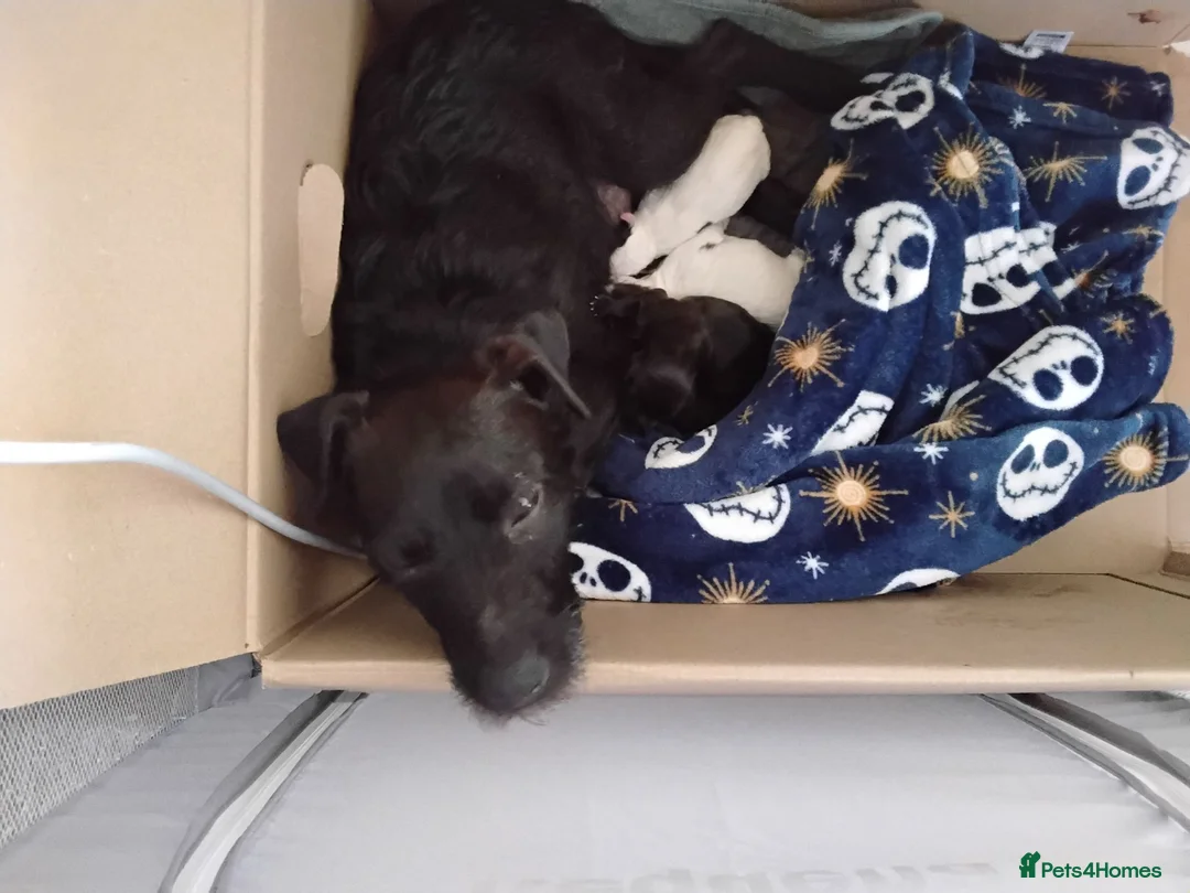 Mixed Breed dogs for sale: 2 Terrier x  Cocker spaniel pups. in Eastbourne - Advert 7