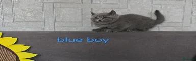Blue collar